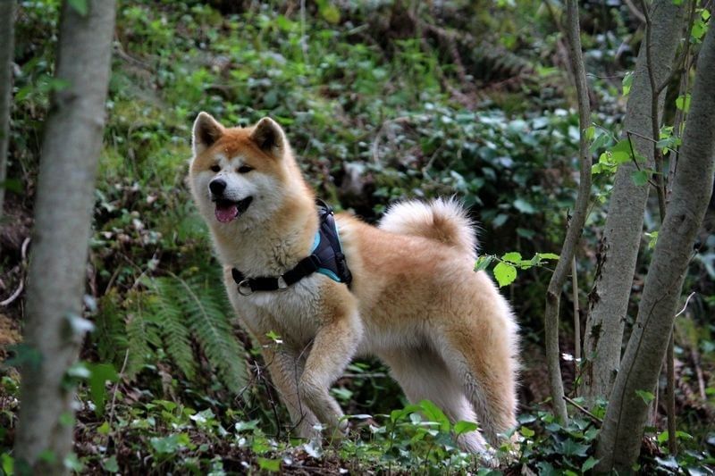 R'momoe de la Pluie de Loups