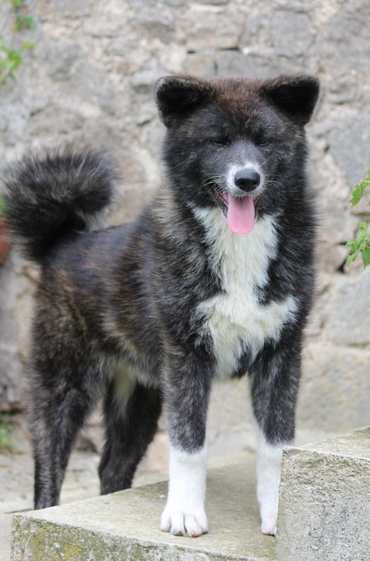 Of shinsen-en - Chiot disponible  - Akita