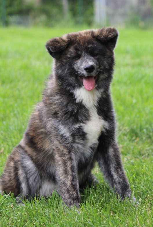 Of shinsen-en - Chiot disponible  - Akita